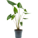 Elefantenohr - Pfeilblatt 'Zebrina' - Höhe ca. 65 cm - 1 Stk.
