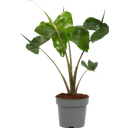 Elefantenohr - Pfeilblatt 'Stingray' - Höhe ca. 65 cm - 1 Stk.