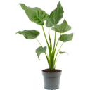 Elefantenohr - Pfeilblatt 'Cucullata' - Höhe ca. 65 cm - 1 Stk.
