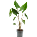 Elefantenohr - Pfeilblatt 'Zebrina' - Höhe ca. 45 cm
