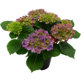 bloomling Hortensie Hovaria® 'Hobergine'