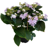 bloomling Hortensie Hovaria® 'Elleair Anniversary'