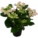 bloomling Hortensie Hovaria® 'Hobella Rosa'