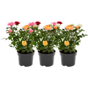 bloomling Rose - 3er Set - Rosa - Rot - Weiß - Orange