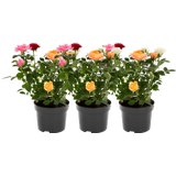 bloomling Rose - 3er Set
