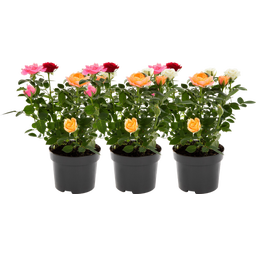bloomling Rose - 3er Set - Rosa - Rot - Weiß - Orange