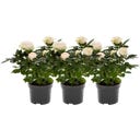 bloomling Roos - Set van 3 - Crème
