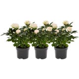bloomling Rose - Set of 3
