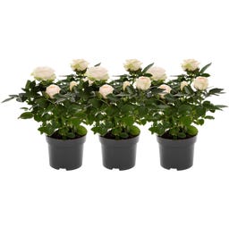 bloomling Roos - Set van 3 - Crème