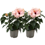 Zimmer-Hibiscus 'Cato' Lavendelblau HibisQS® - 2er Set