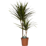 bloomling Drachenbaum 2er Tuff - Höhe ca. 70-80 cm