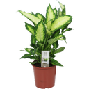 Dieffenbachie 'Camilla' - Höhe ca. 50-60 cm - 1 Stk.
