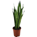 Bogenhanf 'Zeylanica' - Höhe ca. 55-65 cm - 1 Stk.