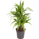 Duftender Drachenbaum 'Lemon Lime' - Höhe ca. 70-80 cm - 1 Stk.