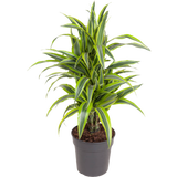 Fragrant Dracaena 'Lemon Lime' - height ca. 70-80 cm