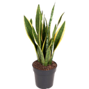 Bogenhanf 'Laurentii' - Höhe ca. 60-70 cm - 1 Stk.