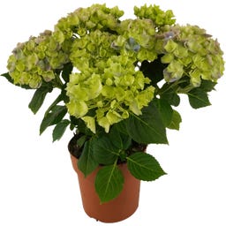 bloomling Hortensie 5+ Dolden - 2er Set - Blau
