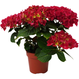bloomling Hortensie 5+ Dolden - 2er Set - Rot