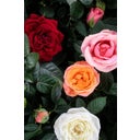 bloomling Rose - 3er Set - Rosa - Rot - Weiß - Orange