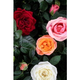 bloomling Rose - 3er Set - Rosa - Rot - Weiß - Orange