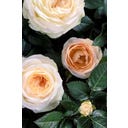 bloomling Roos - Set van 3 - Crème