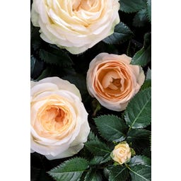 bloomling Roos - Set van 3 - Crème