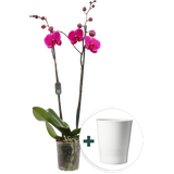 Schmetterlings-Orchidee 'Midi Lila' inkl. Keramik-Übertopf