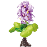 Oase Pontec Floating Water Hyacinth, Blooming