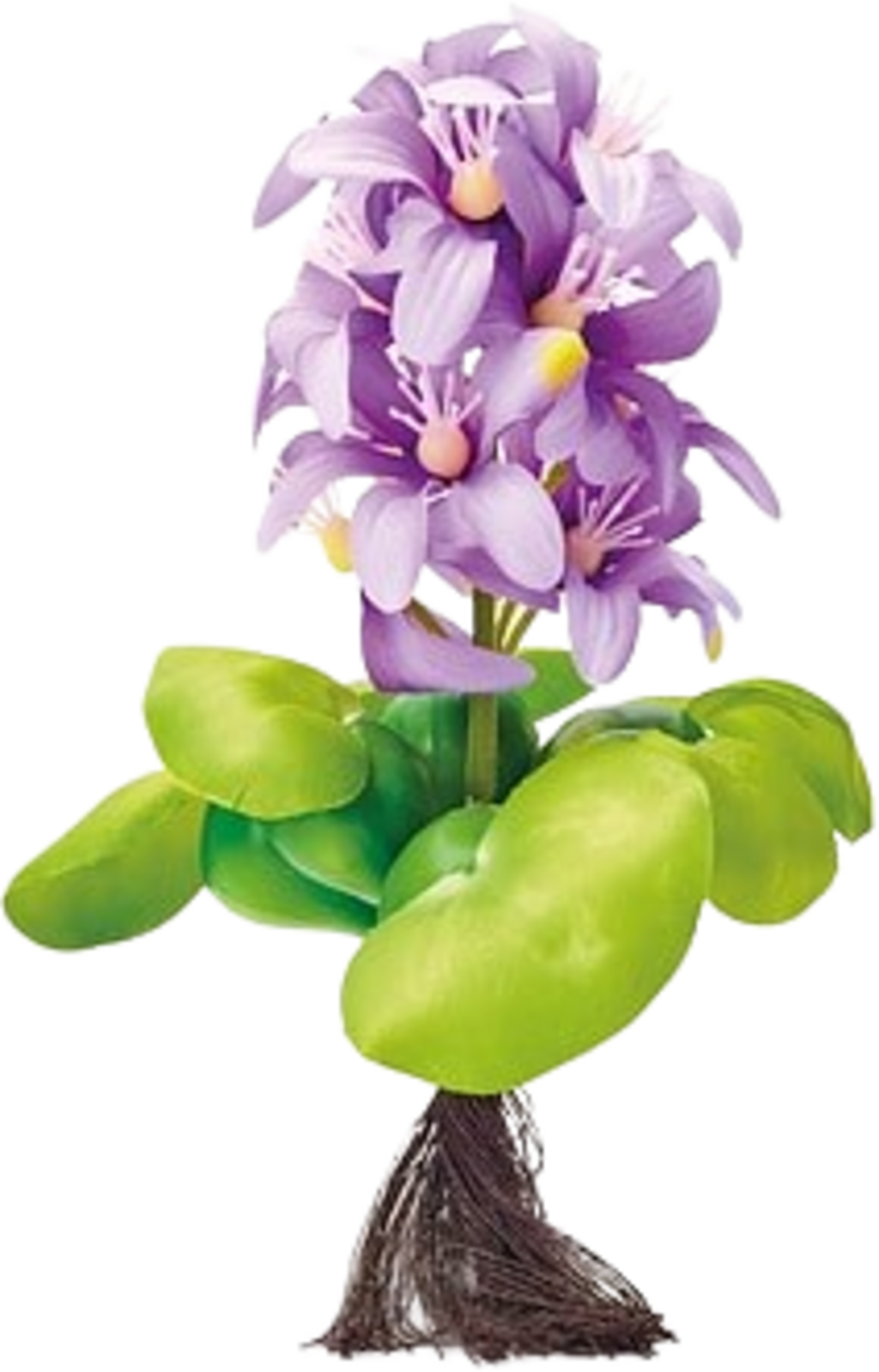 Oase Pontec Flytande Dammhyacint Blommande