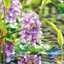 Pontec Schwimmende Teich-Hyazinthe blühend - 1 Stk.