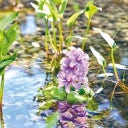 Pontec Schwimmende Teich-Hyazinthe blühend - 1 Stk.