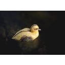 Oase Decorative Pond Figure - Duckling - 1 item