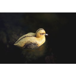 Oase Decorative Pond Figure - Duckling - 1 item
