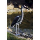 Oase Decorative Pond Figure - Heron - 1 item