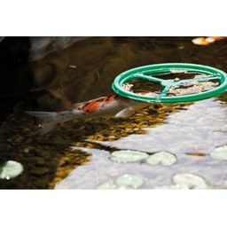 Pontec PondoFeed Ring - 1 pieza