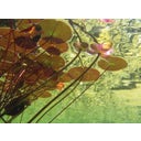 AquaActiv PhosLess - Protection Anti-Algues