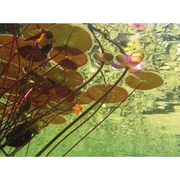 AquaActiv PhosLess - Protection Anti-Algues