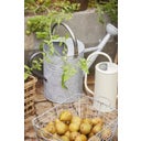 IB Laursen Watering Can with Shower Head 11 L - Zinc / Black