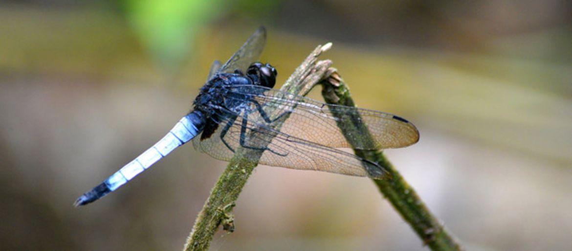 Die guten Käfer im Garten: Nützlinge fördern