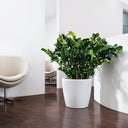 Lechuza CLASSICO Color 35 Planter - White