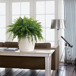 Lechuza CLASSICO Color 35 Planter - White