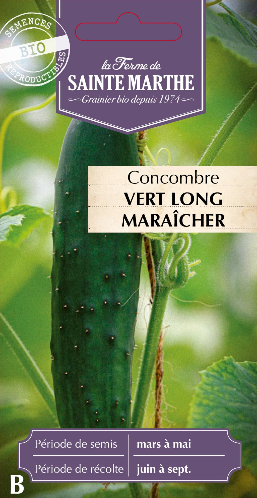 Cucumber 