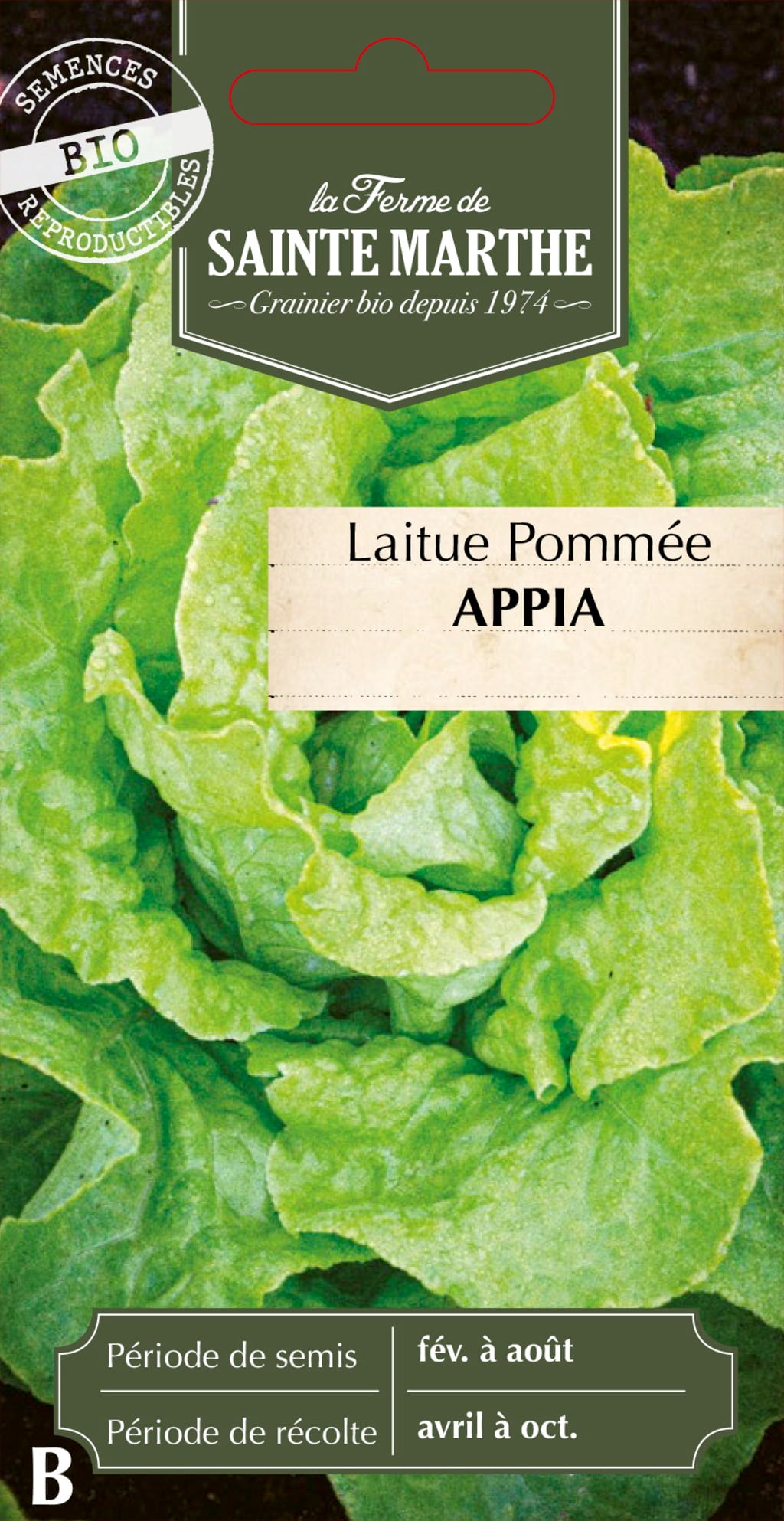 Laitue Pommée 