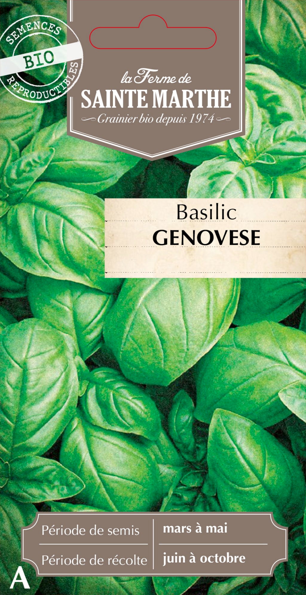 Basil 