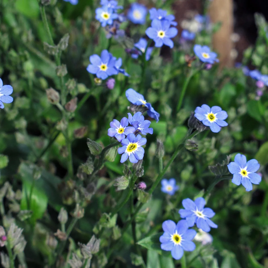 Magic Garden Seeds Seeds - Woodland Forget-Me-Not