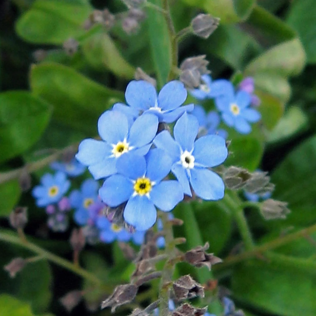 Magic Garden Seeds Seeds - Woodland Forget-Me-Not