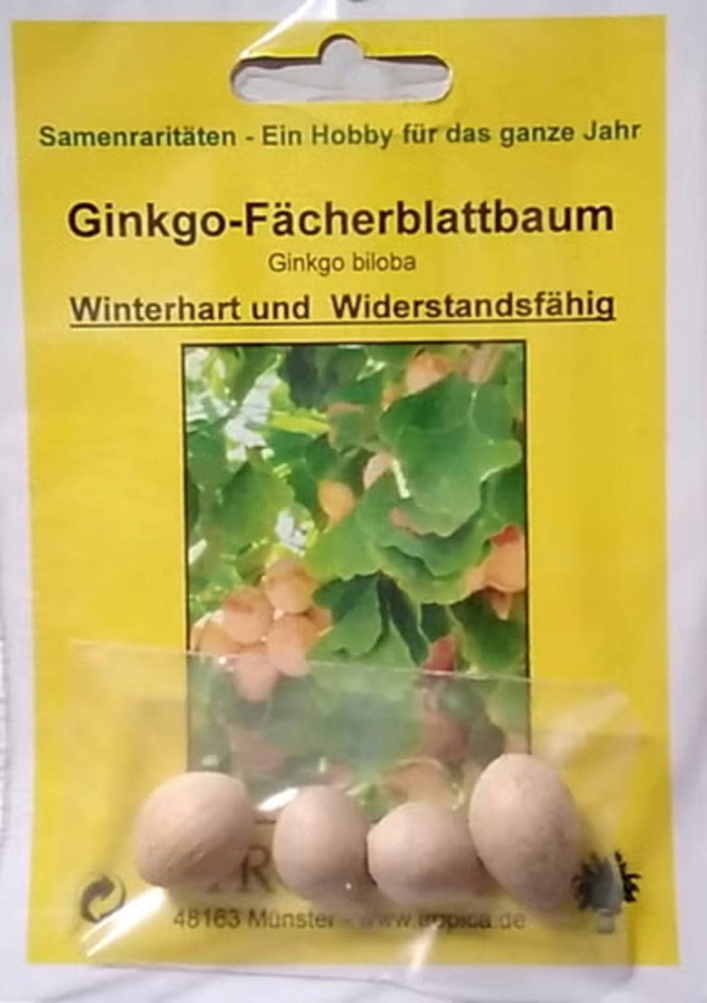 TROPICA Ginkgo - drevo z pahljačastimi listi