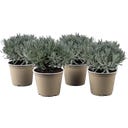 Lavendel, Topf Ø 14 cm  - 4er Set