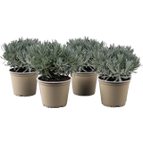 bloomling Lavendel, Topf Ø 14 cm  - 4er Set