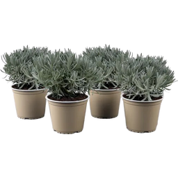 bloomling Lavendel, Topf Ø 14 cm  - 4er Set - 1 Set